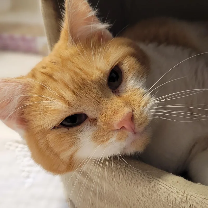 Finnegan thumbnail 2