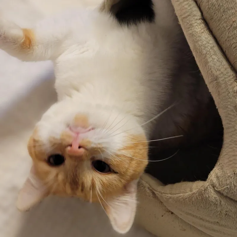 Finnegan thumbnail 3