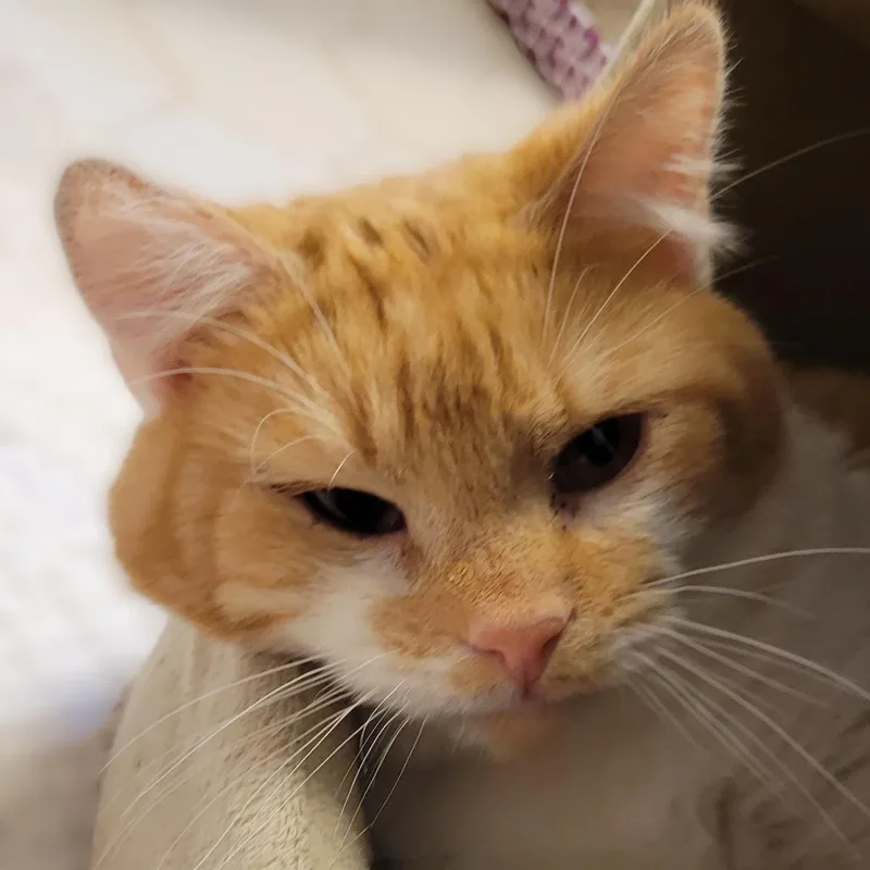 Finnegan thumbnail 4