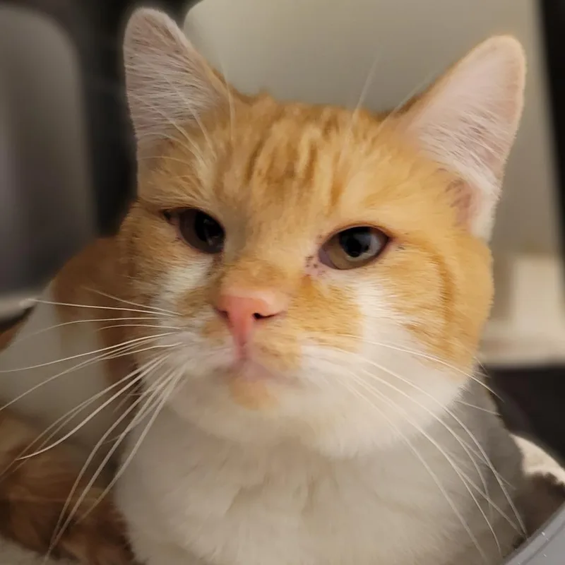 Finnegan thumbnail 5