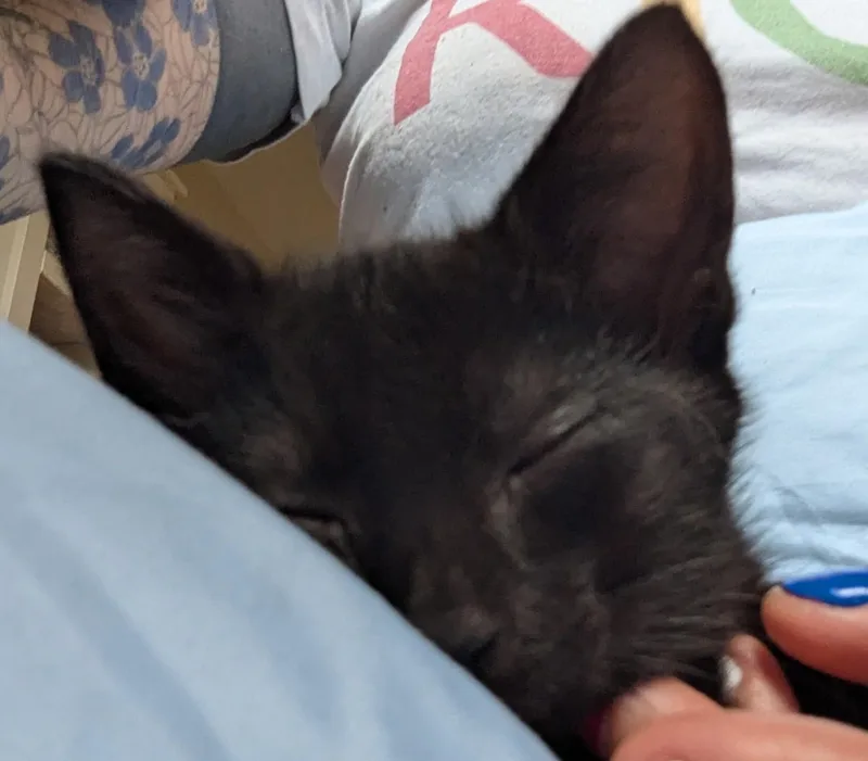 A young medium-sized male Black American Shorthair cat named Grape for adoption in Rochester, NY