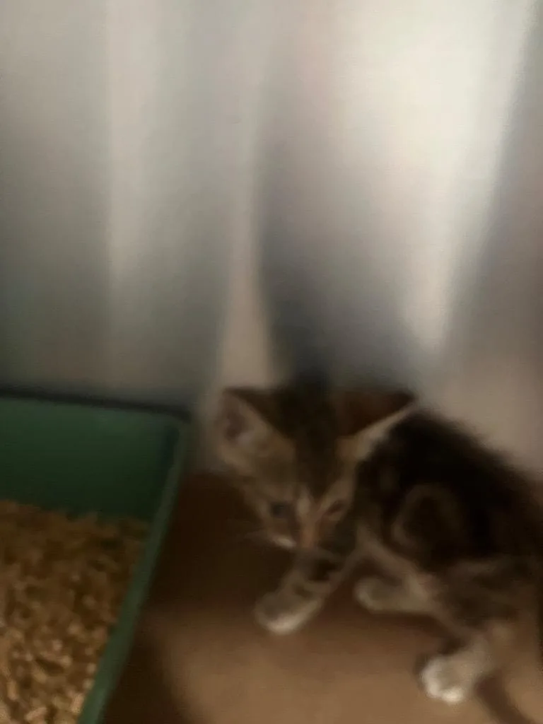 A baby small-sized male Domestic Short Hair cat named Zak for adoption in Cartersville , GA