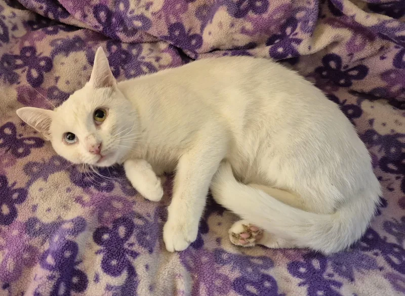 A young medium-sized female White Domestic Short Hair cat named Blue Eye for adoption in Highland Park, NJ