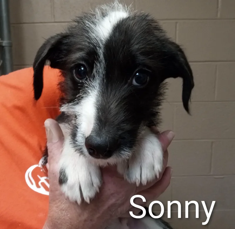 Sonny