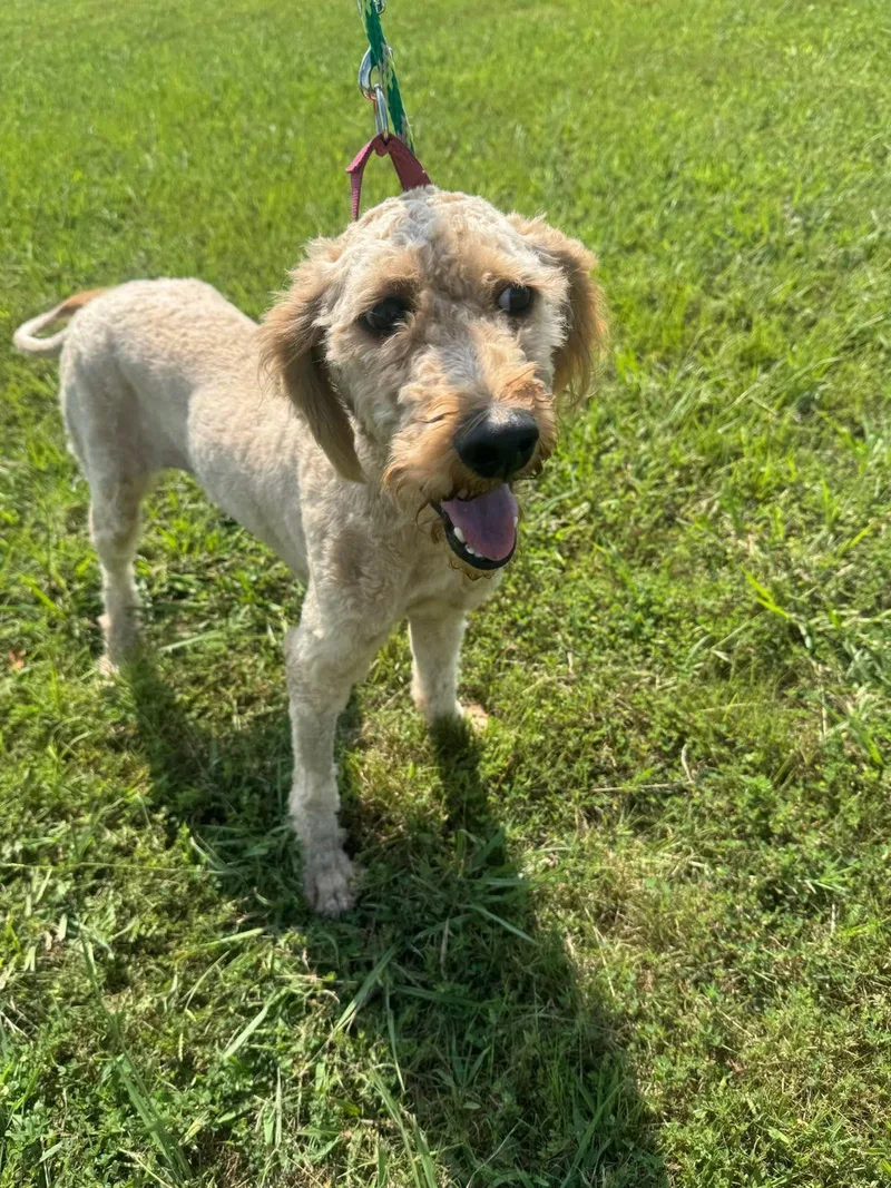 A young medium-sized female Poodle dog named Maisie for adoption in Cliffwood, NJ