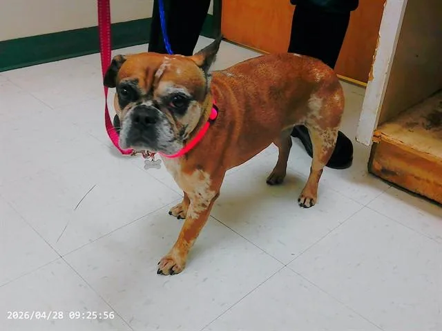 An adult small-sized female French Bulldog dog named Sophia for adoption in Oroville, CA