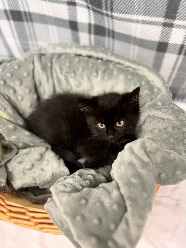A baby small-sized male Domestic Short Hair cat named Kovu for adoption in Algona, IA