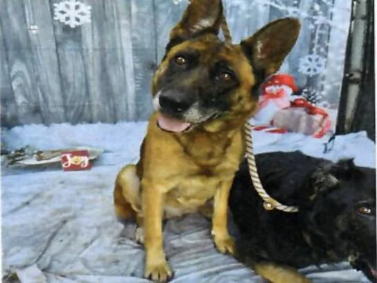 A senior large-sized female German Shepherd Dog dog named Bella for adoption in Vancouver, WA