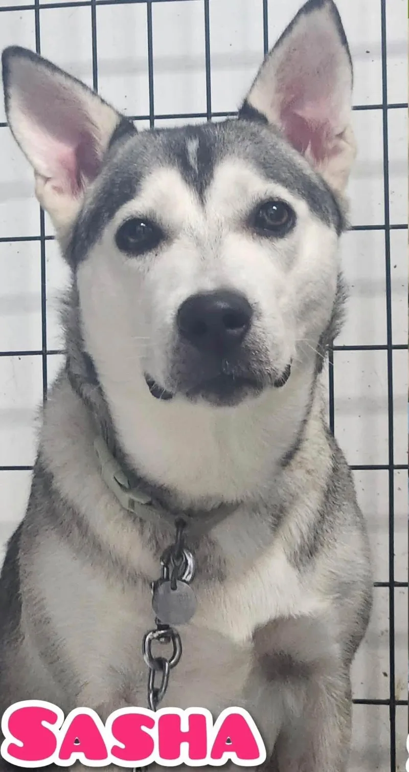 A young large-sized female Husky dog named Sasha for adoption in La Salle, IL