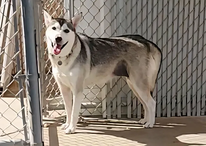 Sasha thumbnail 2