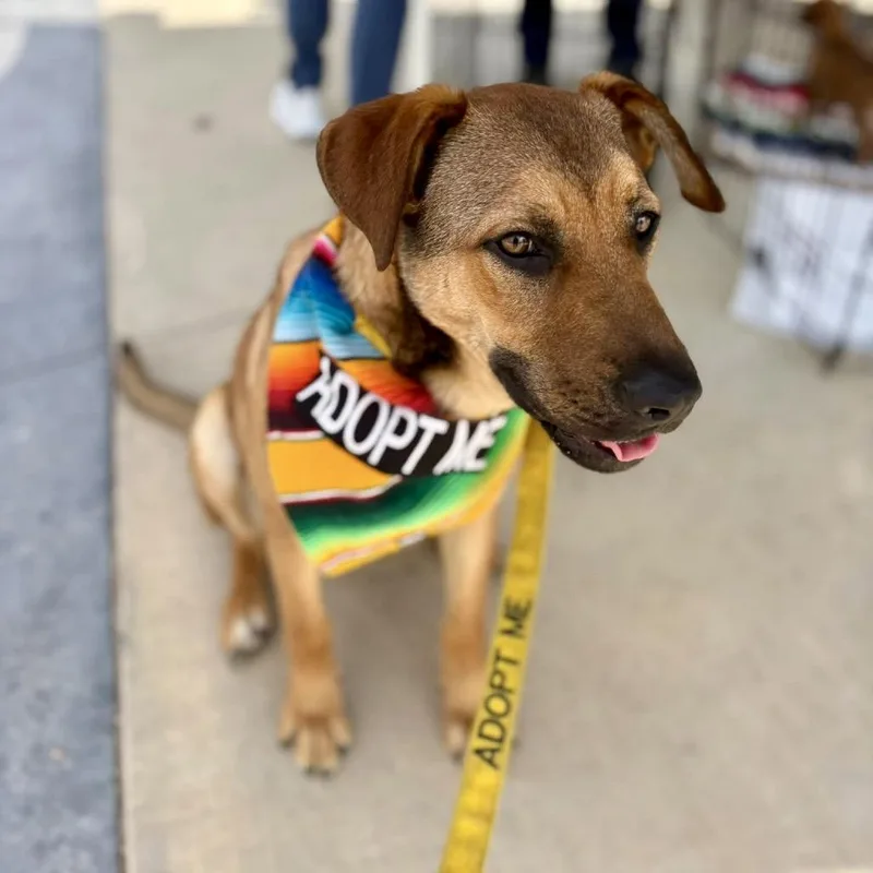 A young medium-sized female Yellow / Tan / Blond / Fawn Black Mouth Cur dog named Nora for adoption in Bastrop, TX