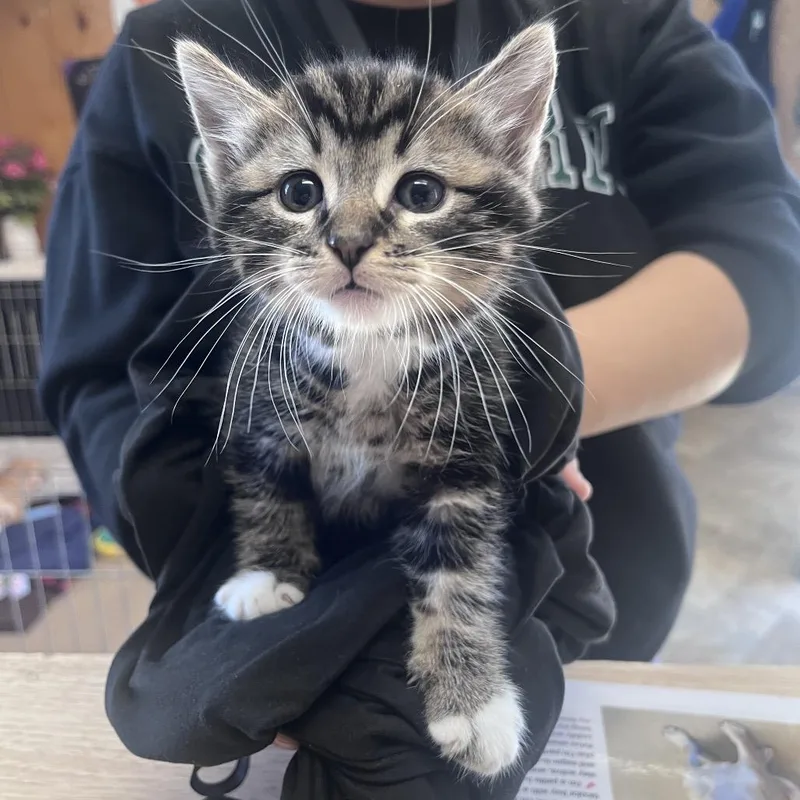 A baby small-sized male Black Domestic Medium Hair cat named Whiskers for adoption in San Pablo, CA