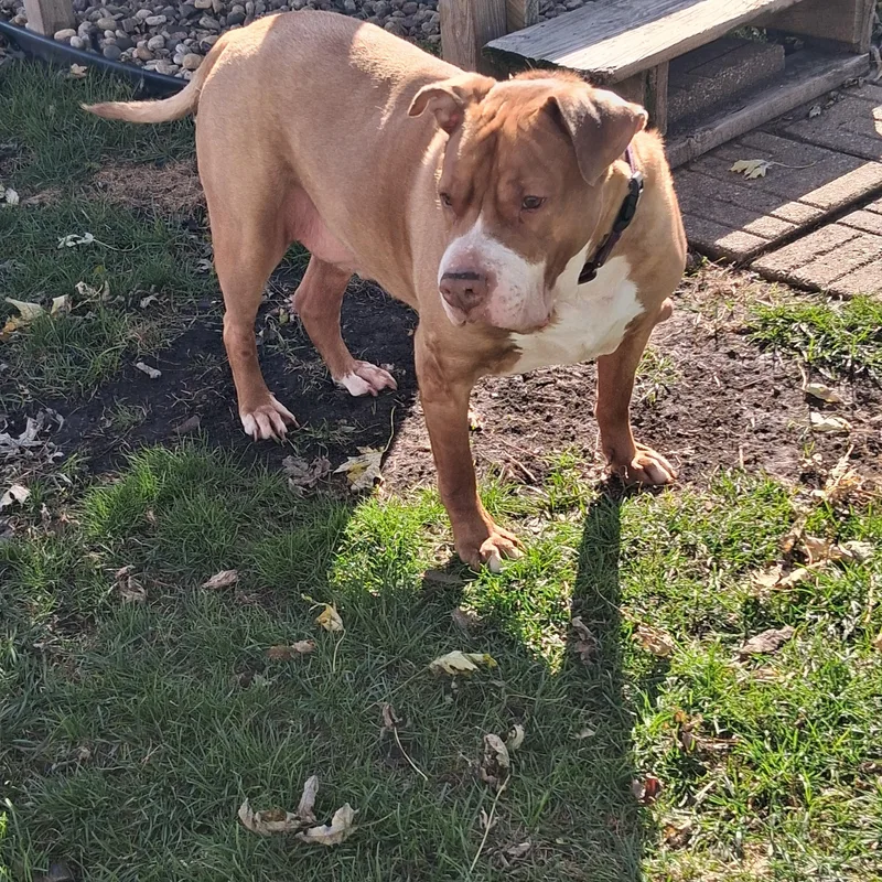 An adult extra large-sized male Pit Bull Terrier dog named Mac for adoption in Naperville, IL