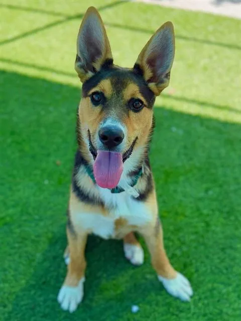 A baby medium-sized male German Shepherd Dog dog named Eggie for adoption in Agoura, CA