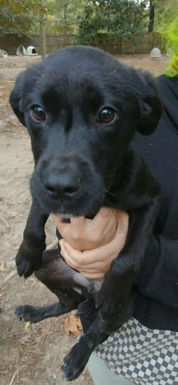 A baby medium-sized male Black Labrador Retriever dog named Hotdog for adoption in bauxite, AR