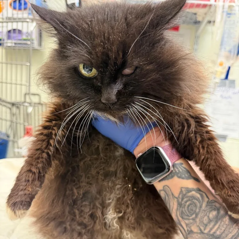 Maple Syrup thumbnail 2