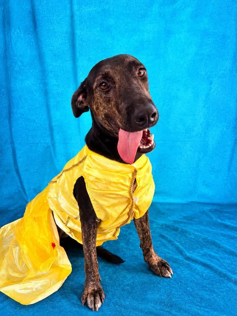 A young medium-sized female Labrador Retriever dog named Ebony for adoption in Gregory, TX
