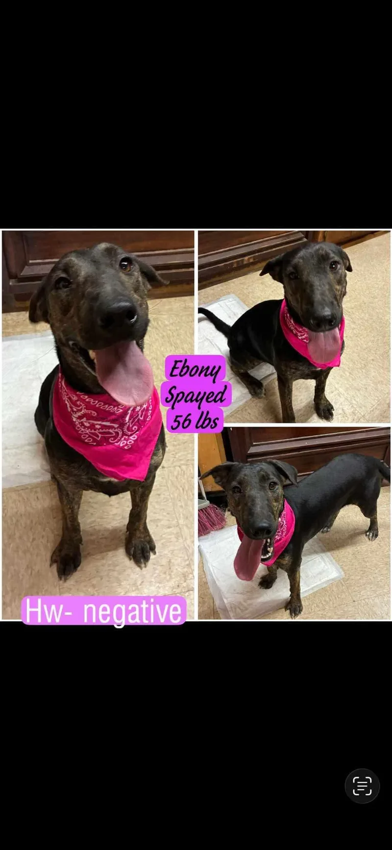 Ebony thumbnail 3
