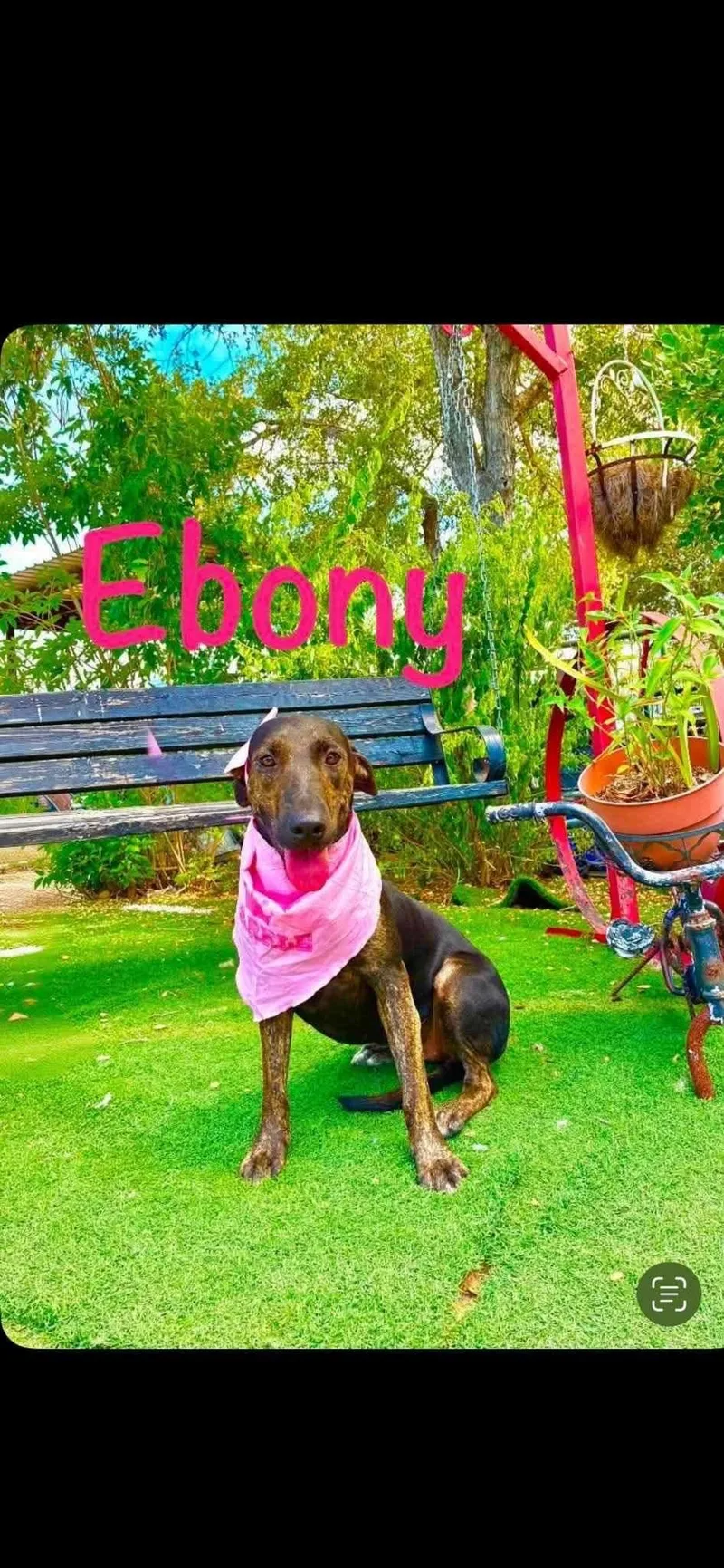 Ebony thumbnail 5