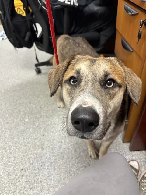A young large-sized male German Shepherd Dog dog named A for adoption in Pasadena, TX