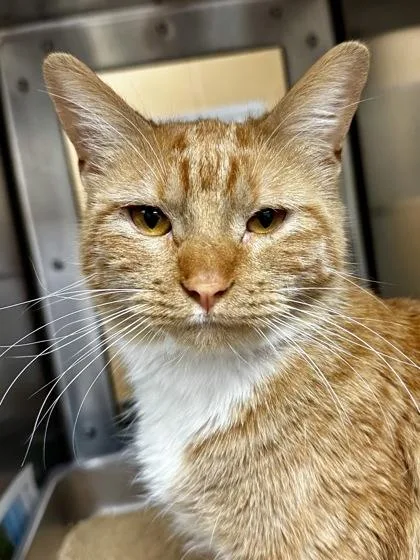 Orange Slice thumbnail 2