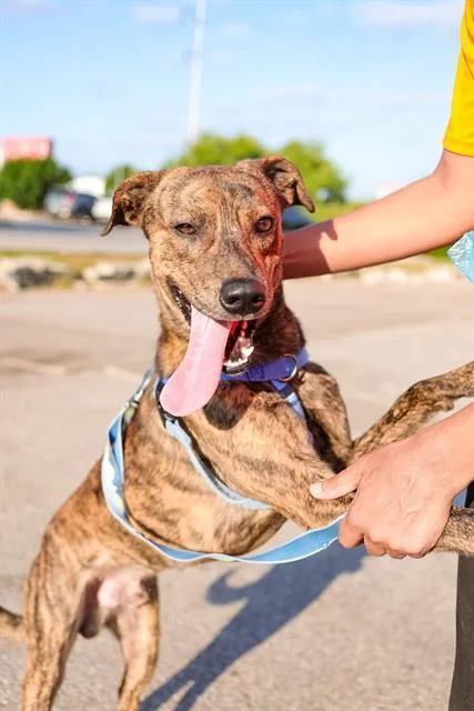 A young large-sized male Mixed Breed dog named Arbor for adoption in Dallas, TX