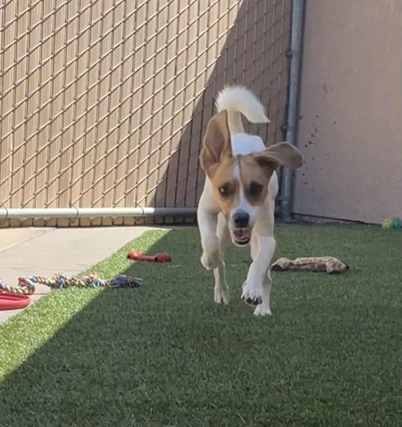 A young medium-sized male Beagle dog named Jacques for adoption in Las Vegas, NV