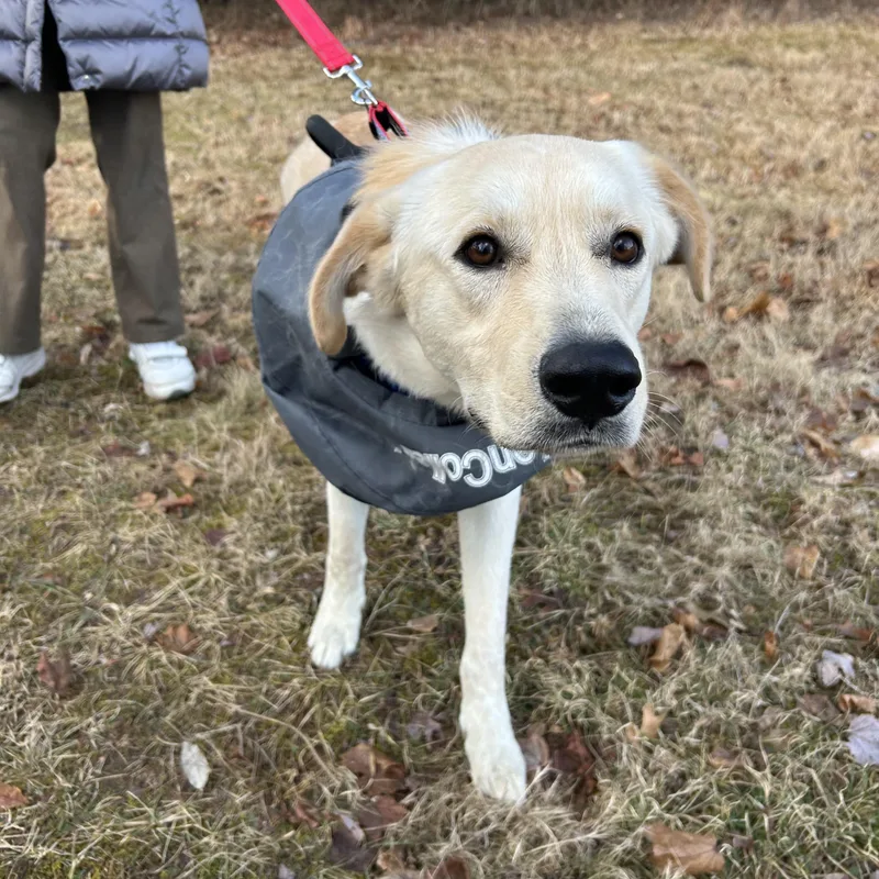 Newton: A Bright  thumbnail 2