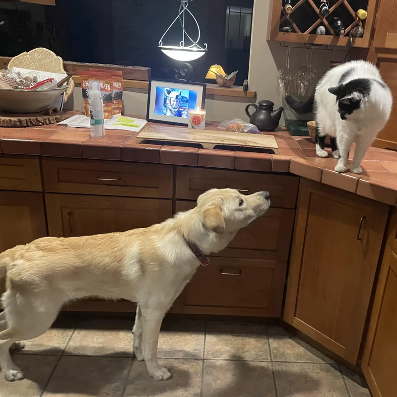 Newton: A Bright  thumbnail 3