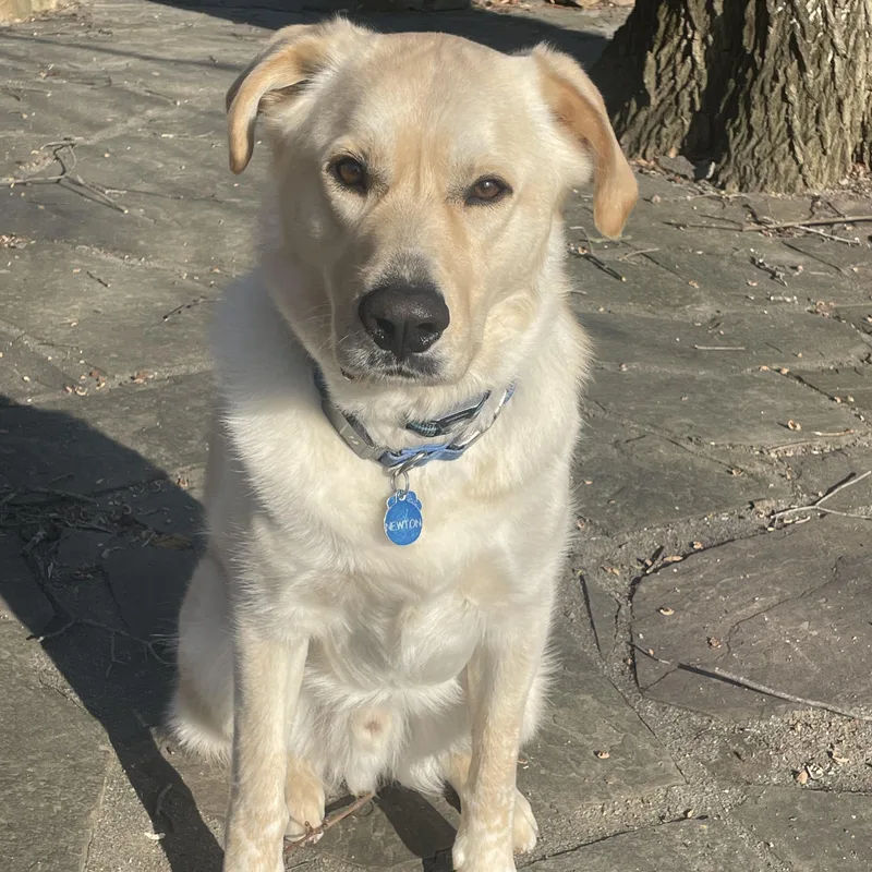 Newton: A Bright  thumbnail 4