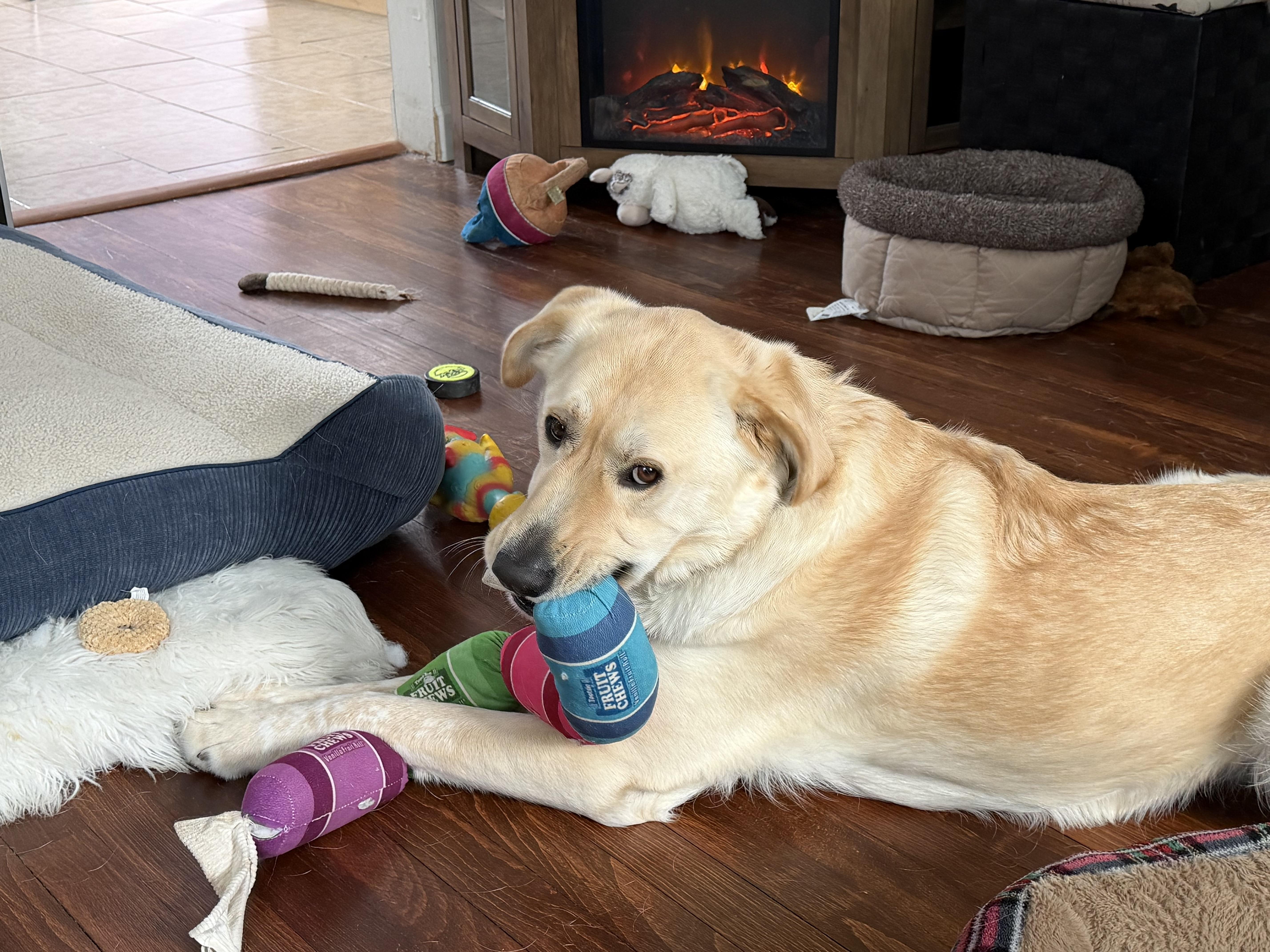 Newton: A Bright  thumbnail 5