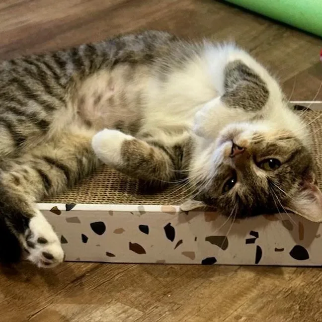 A baby small-sized female Tabby (Brown / Chocolate) Domestic Short Hair cat named Addie for adoption in Johnson City, TN