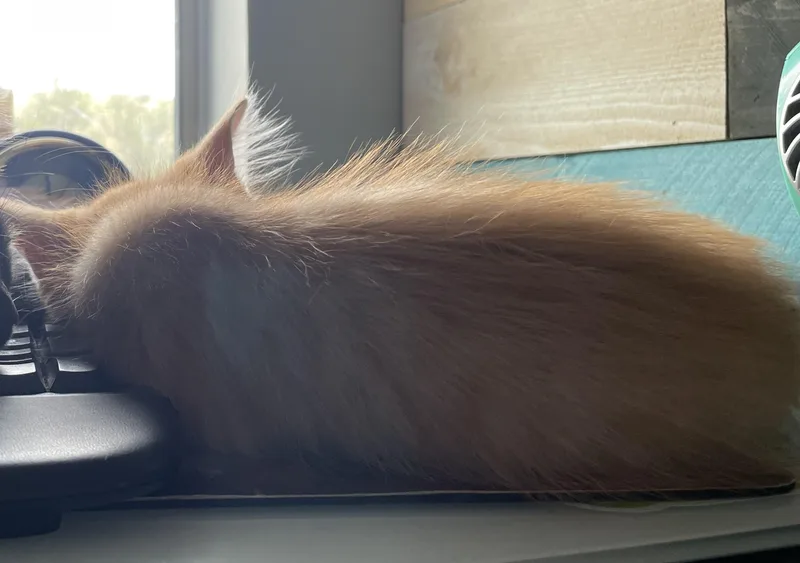 A baby medium-sized female Orange / Red Domestic Short Hair cat named Winnifred — A Rare for adoption in Prescott, AZ