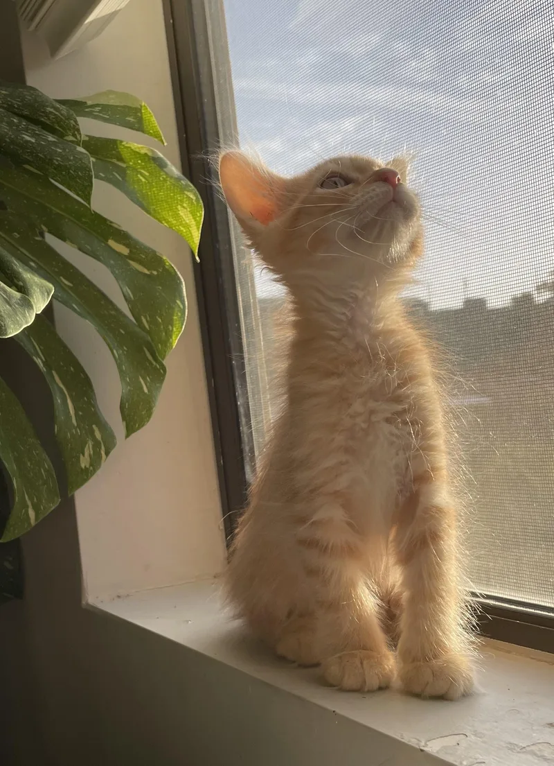 Winnifred — A Rare thumbnail 2