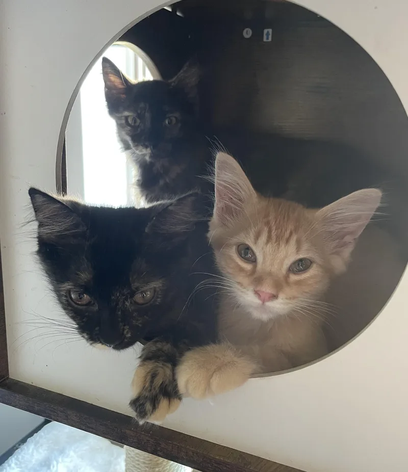 Winnifred — A Rare thumbnail 3