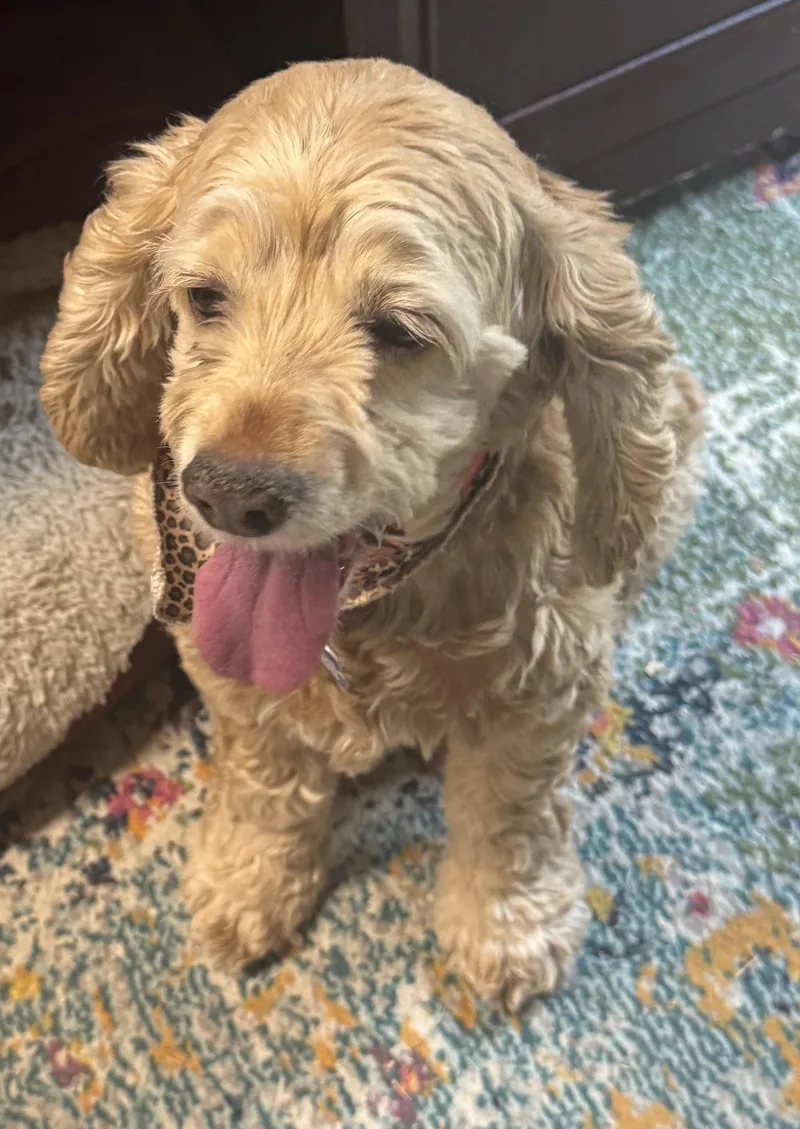 An adult medium-sized female Yellow / Tan / Blond / Fawn Cocker Spaniel dog named Dasie U for adoption in Parker, CO
