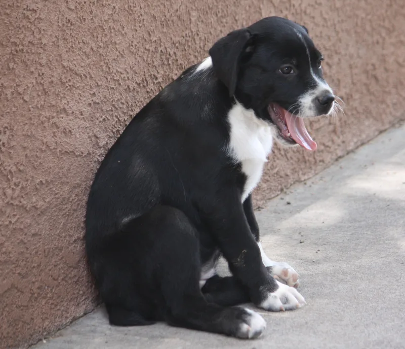 A baby medium-sized female Australian Shepherd dog named Kelsea for adoption in Albuquerque, NM