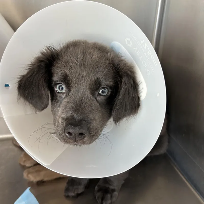A baby medium-sized female Gray / Blue / Silver Mixed Breed dog named Bees gees for adoption in Leander, TX