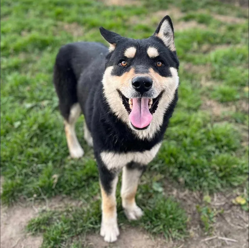 An adult medium-sized male Tricolor (Brown, Black, & White) Siberian Husky dog named Teddy for adoption in Sherman Oaks, CA