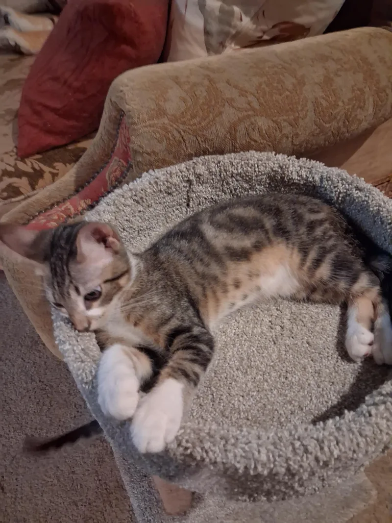 A young medium-sized male American Shorthair cat named Leo for adoption in Boerne, TX