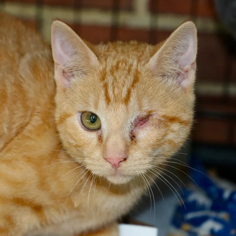 A baby small-sized female Domestic Short Hair cat named Honey for adoption in Allentown, PA