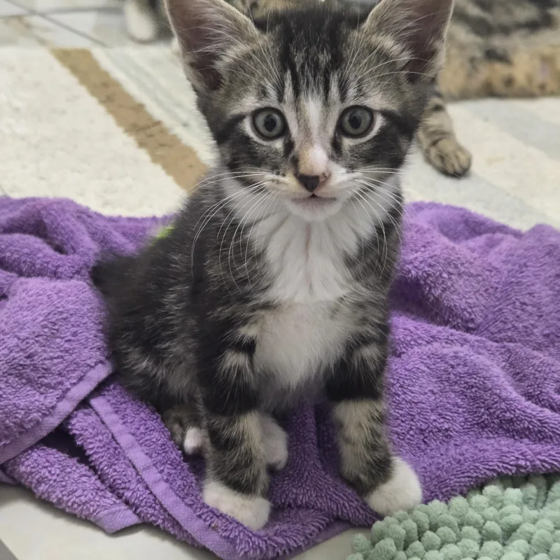 A young medium-sized male Domestic Short Hair cat named Dartanion for adoption in Tyler, TX