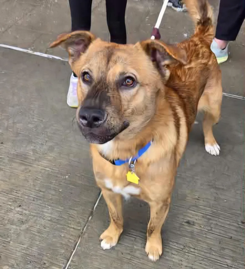 An adult medium-sized male Red / Chestnut / Orange Mixed Breed dog named Charlie for adoption in Sioux City, IA