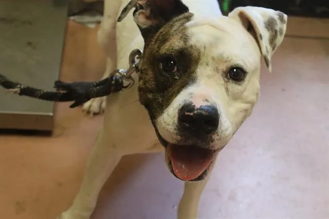 An adult medium-sized male Mixed Breed dog named Titus for adoption in Columbia, SC