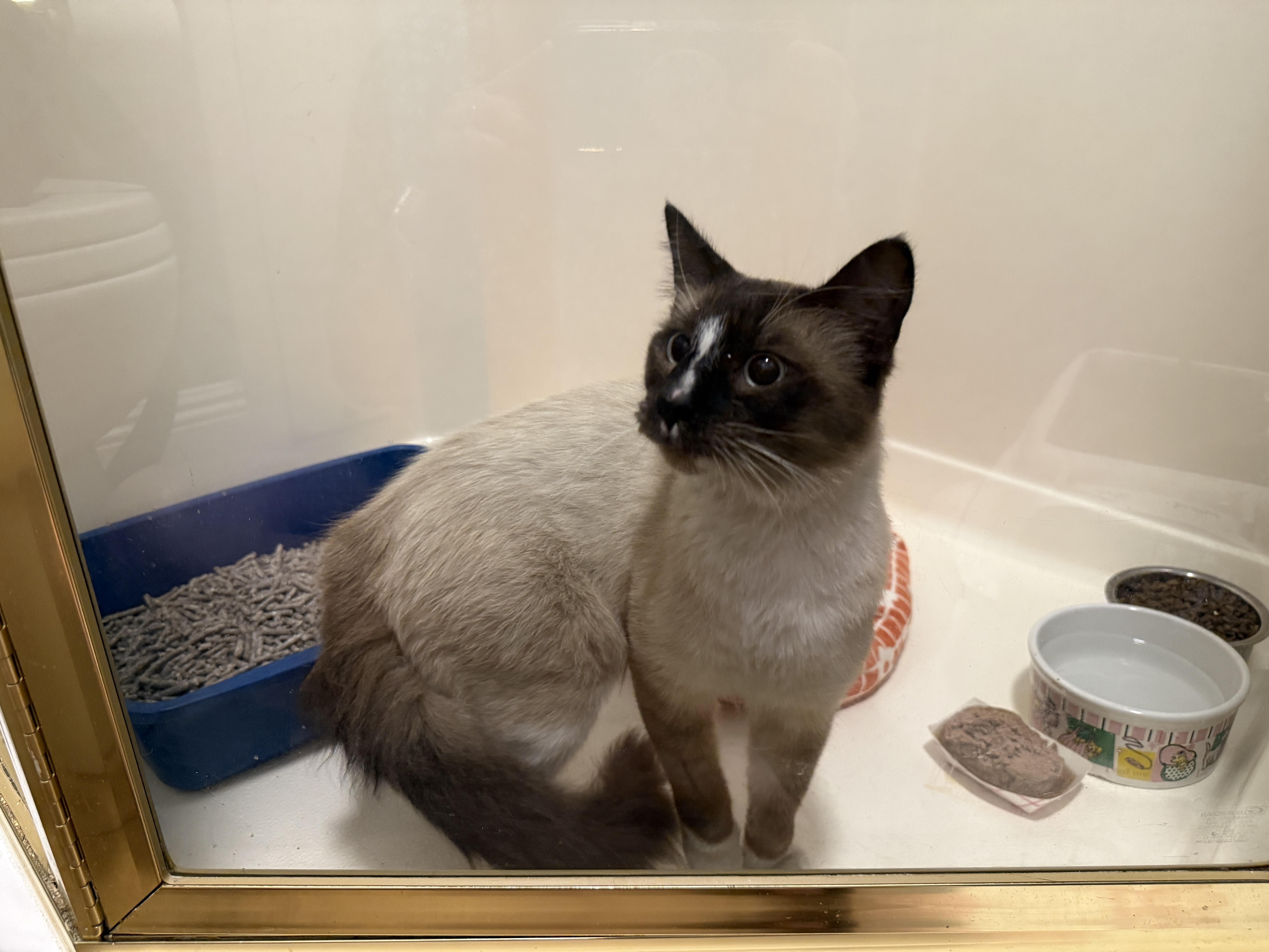 A young medium-sized male Siamese cat named Don Luis INDOOR ONLY for adoption in Stockton, CA