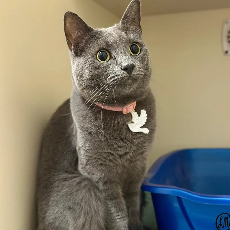An adult medium-sized female Gray / Blue / Silver Domestic Short Hair cat named Dove for adoption in Victor, NY