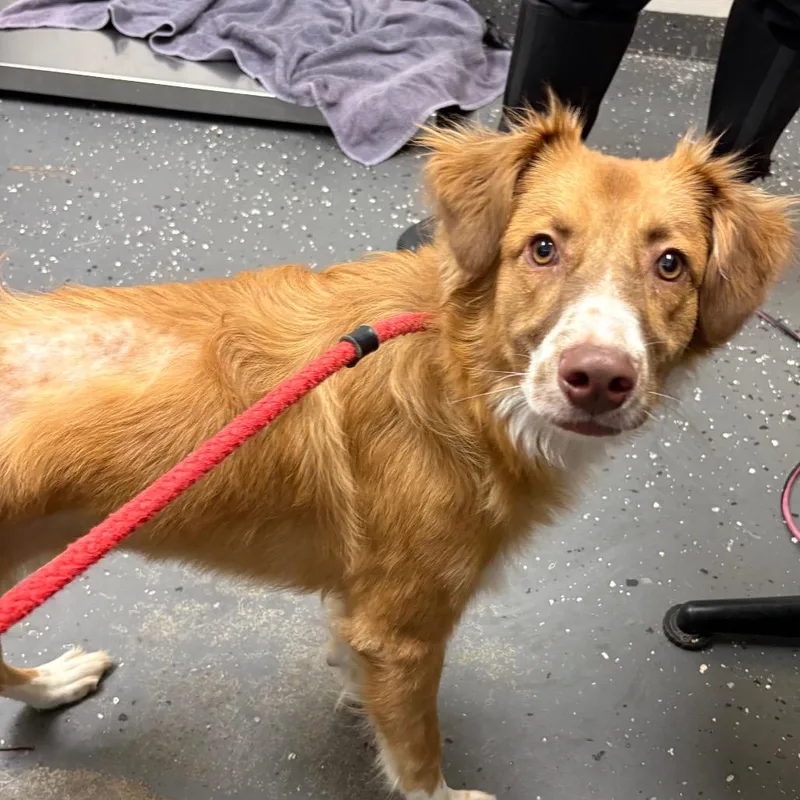 A young medium-sized female Mixed Breed dog named Halo for adoption in Columbiana, AL