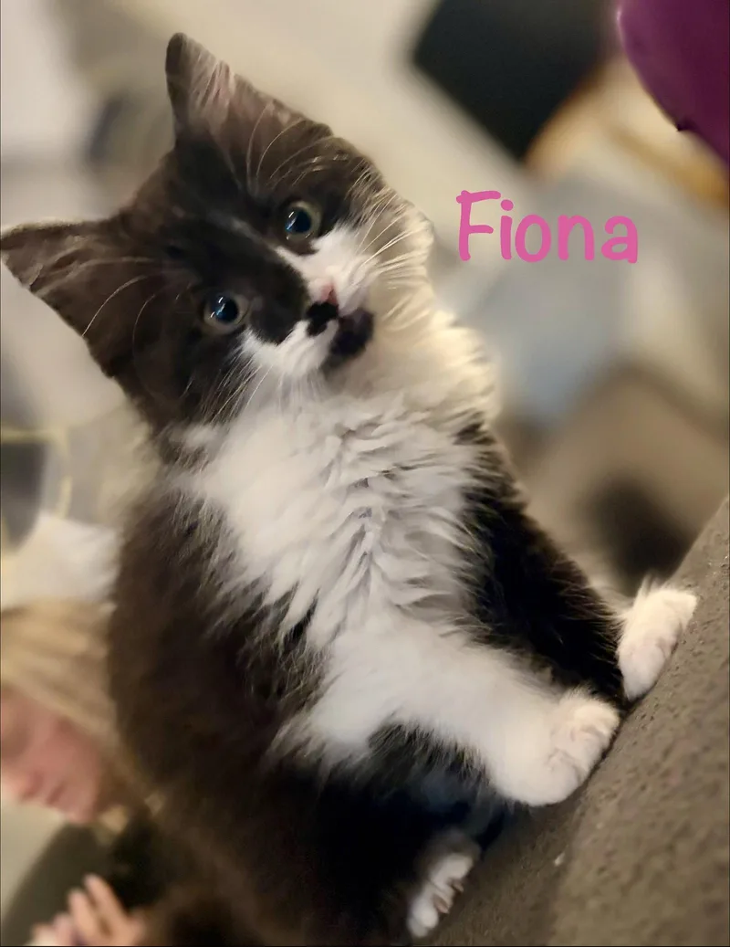 A baby medium-sized female Black & White / Tuxedo Domestic Long Hair cat named Fiona for adoption in Reston, VA