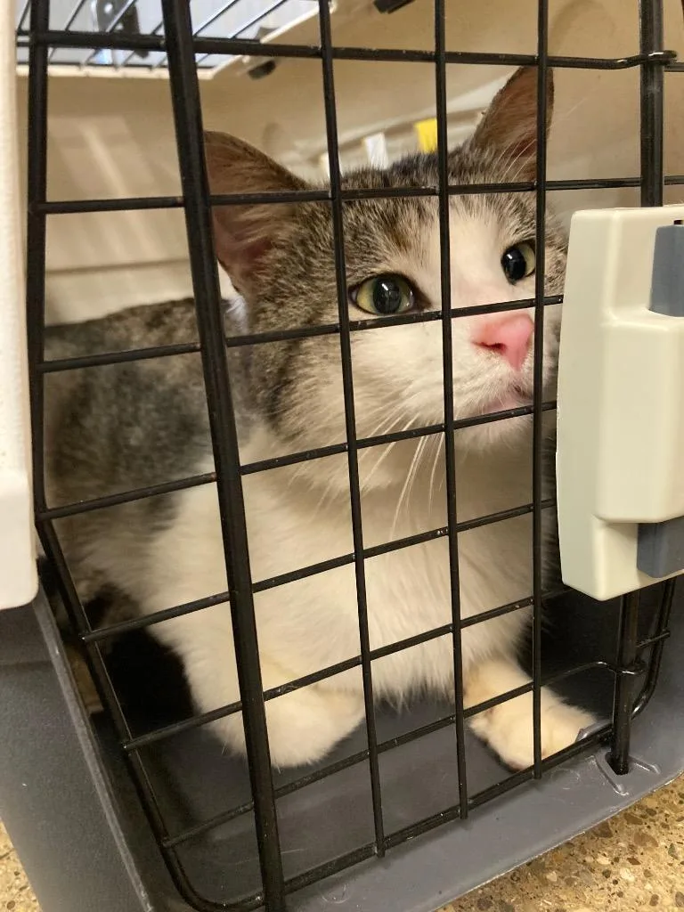 A young medium-sized male Domestic Short Hair cat named Sorrento for adoption in Pierceton, IN