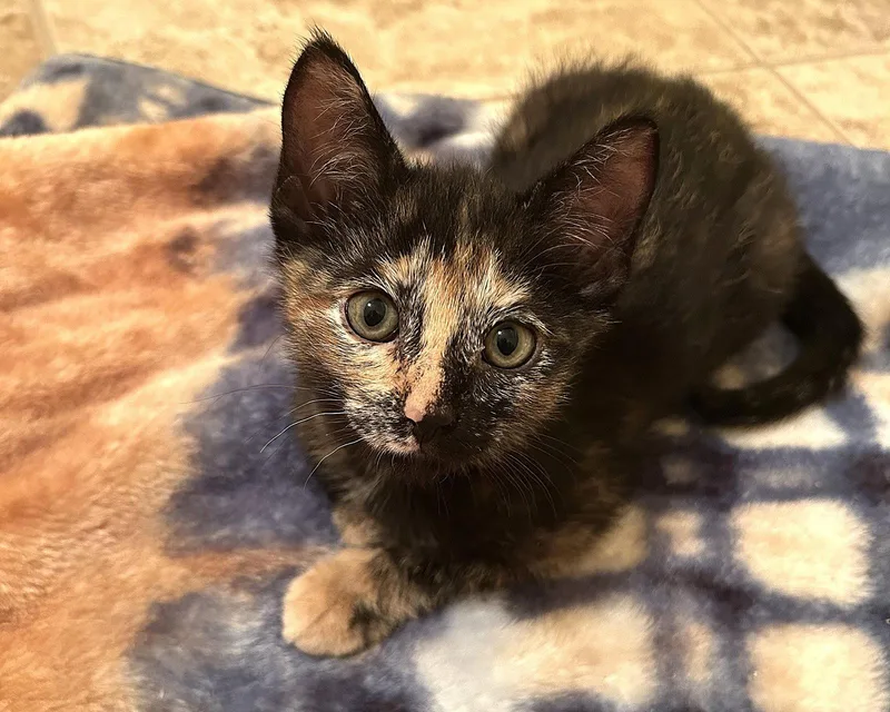 A baby medium-sized female Tortoiseshell cat named Navy for adoption in Fort Myers, FL
